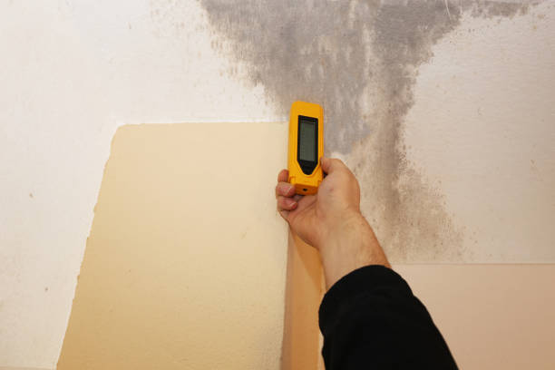 Best Biohazard Mold Removal  in Tipton, IN