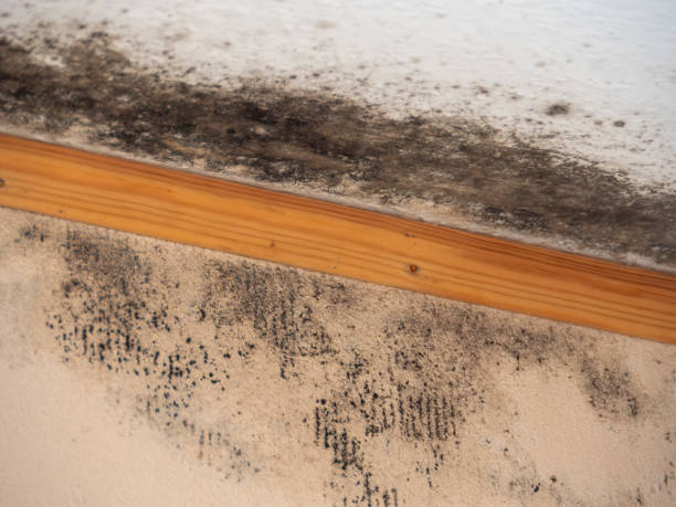 Best Basement Mold Removal  in Tipton, IN