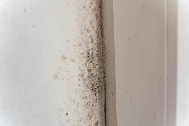 Best Commercial Mold Inspection  in Tipton, IN
