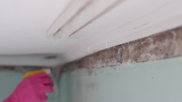  Tipton, IN Mold Removal Pros